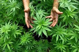 Nigeria’s Marijuana (Cannabis) Law Has Failed. Is It Time to Think Differently? IMG 2655