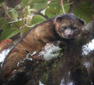 TODAY IN HISTORY - 15th Aug, 2025 - ORBITS NEWS briefs olinguito articleLarge