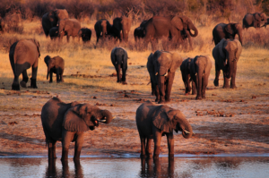8C9153240 130925 elephants zim gil