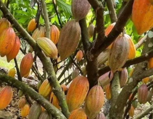 Africa Loses Billions As Raw Produce Leaves The Continent IMG 4768