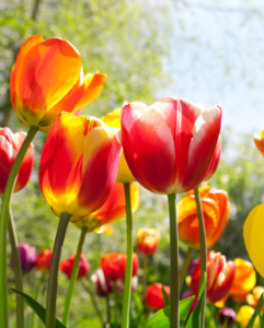 THURSDAY MOTIVATION | ORBITS NEWS tulip