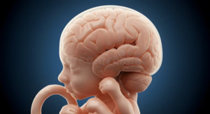Anaemia in Pregnancy May Leave a Mark on a Baby’s Developing Brain IMG 4951