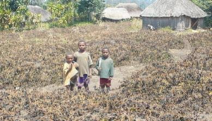 Rivers Disappear, Farms Fail as El Niño Drought Grips Papua New Guinea IMG 6134
