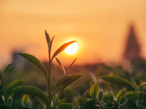 istockphoto 1550071750 612x612 1